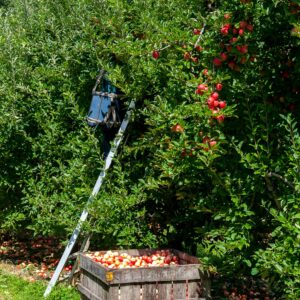 Apple Picking