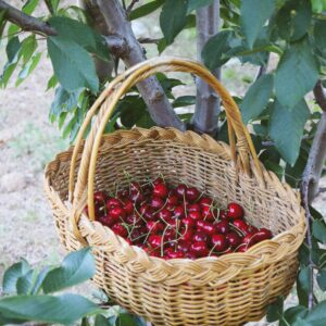 Cherry Picking